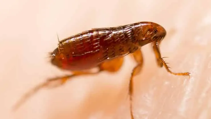 Evolution Pest and Hygiene Services CC photo 4