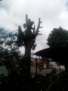 Best tree felling service photo 1