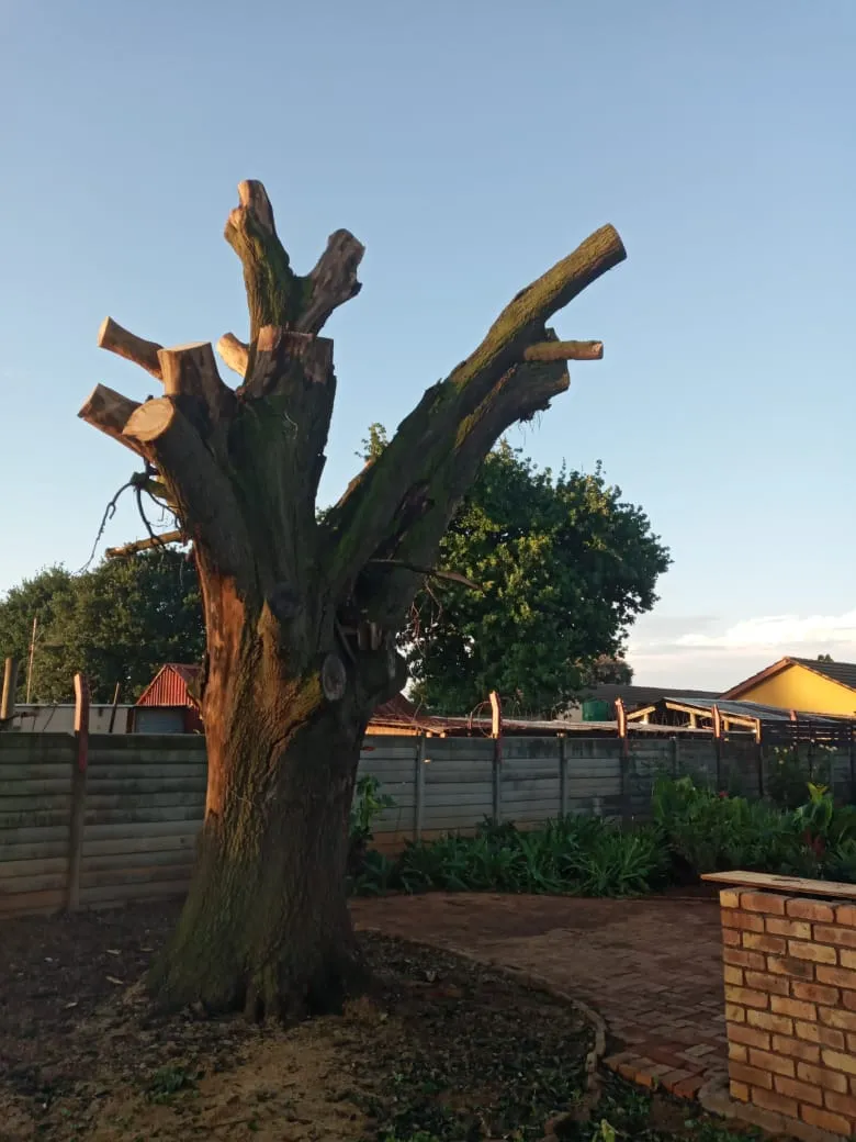 Best tree felling service photo 2