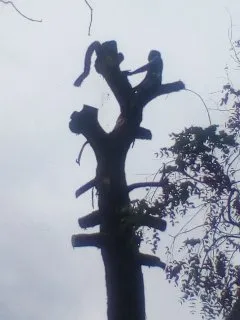 Best tree felling service photo 4