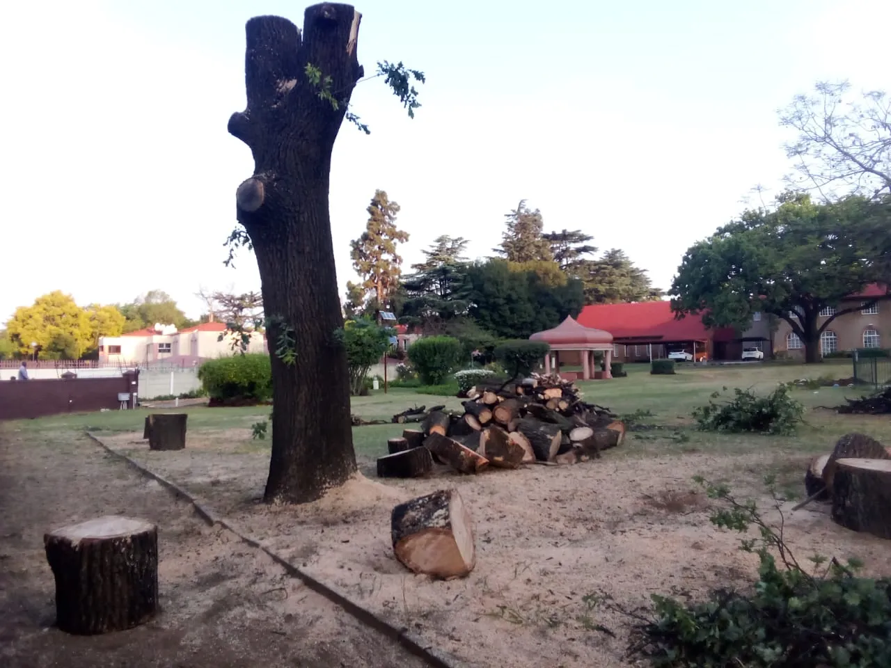 Willys Tree Felling photo 1
