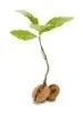 Acorn Estates logo