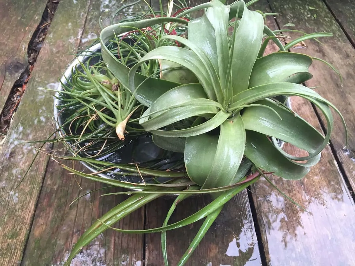 Glass Gardens photo 1