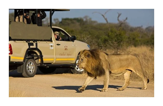 Kruger Wildlife Safaris logo
