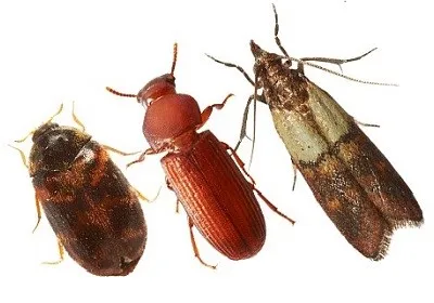 Pest Control Pros photo 1