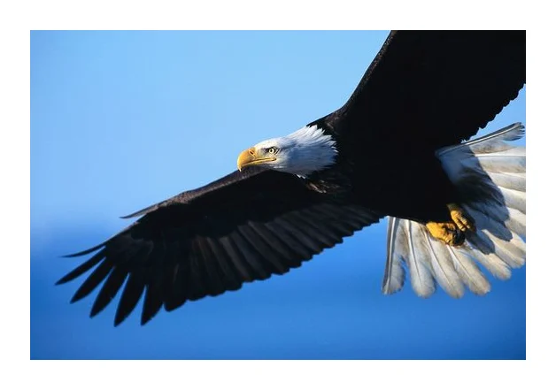 EAGLE RENOVATORS(PTY)LTD logo