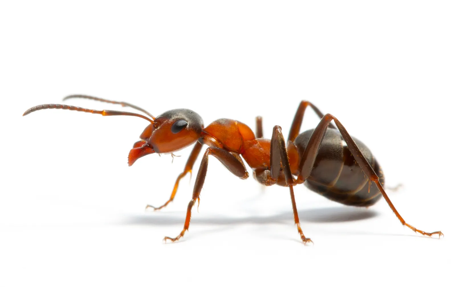 Verminator Pest Control photo 1