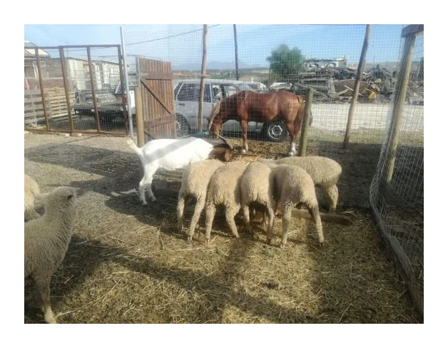 alfarmpoutryandlivestockptyltd logo