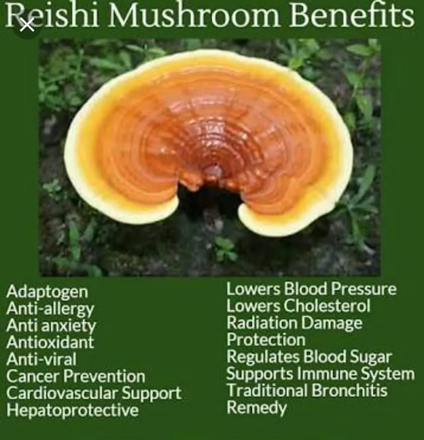 Reishi /Ganoderma Mushroom with Whealthy Life photo 3