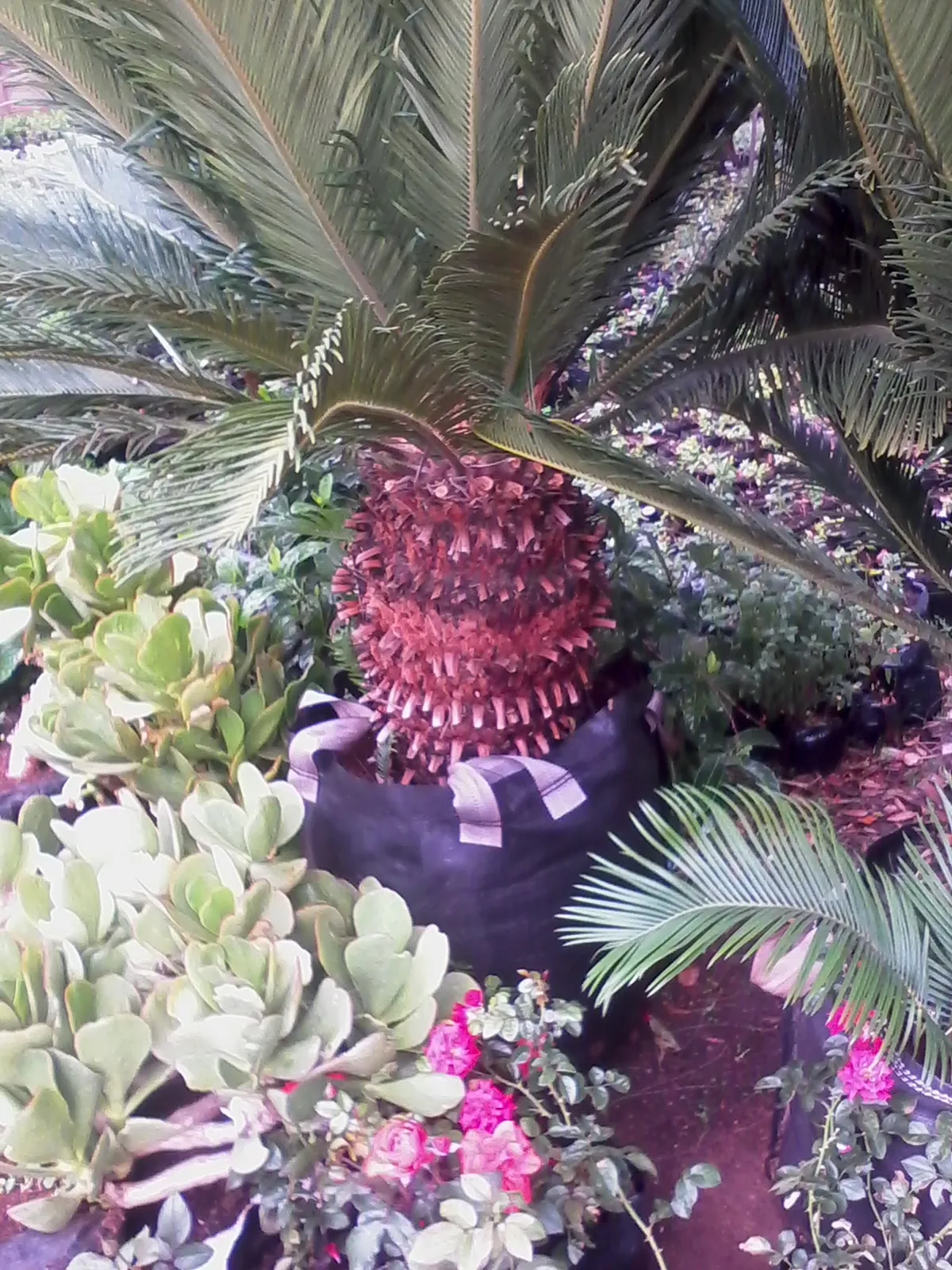 G.Prinsloo Cycas photo 2