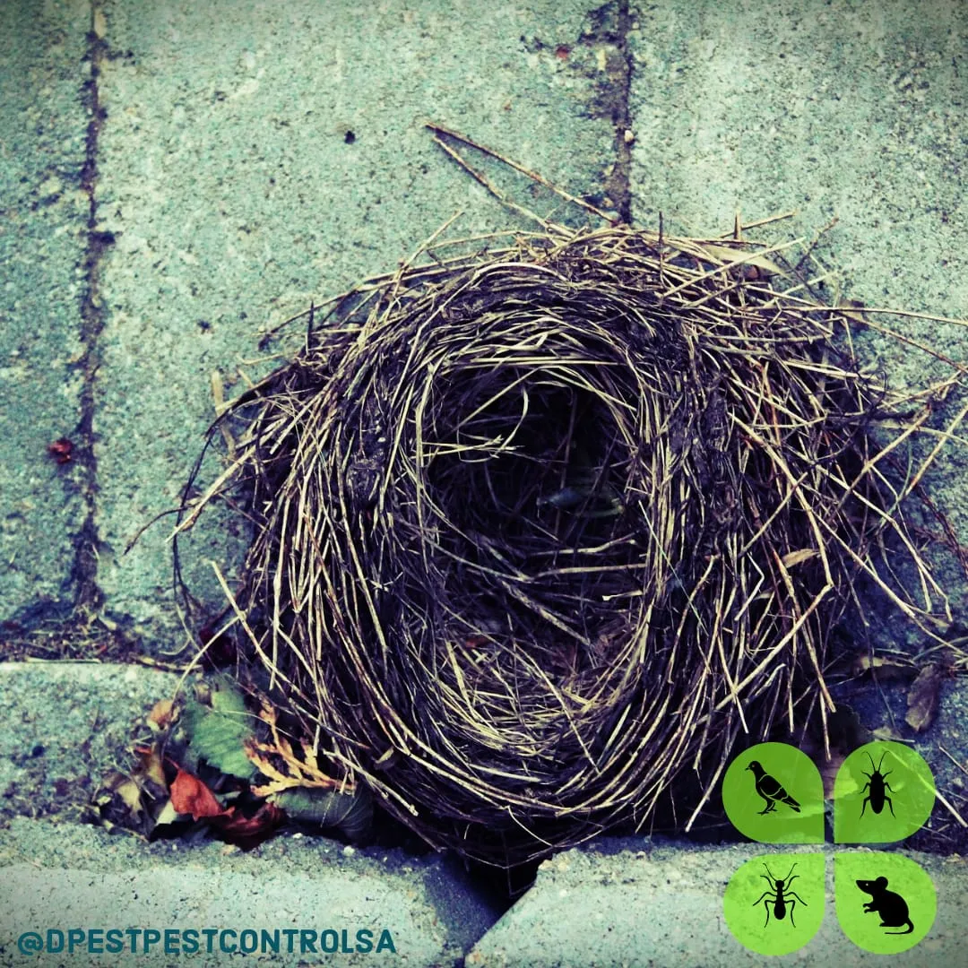 Dpest Pest Control Services photo 2