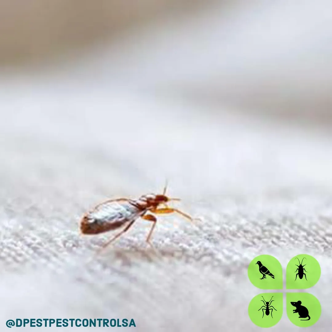 Dpest Pest Control Services photo 3