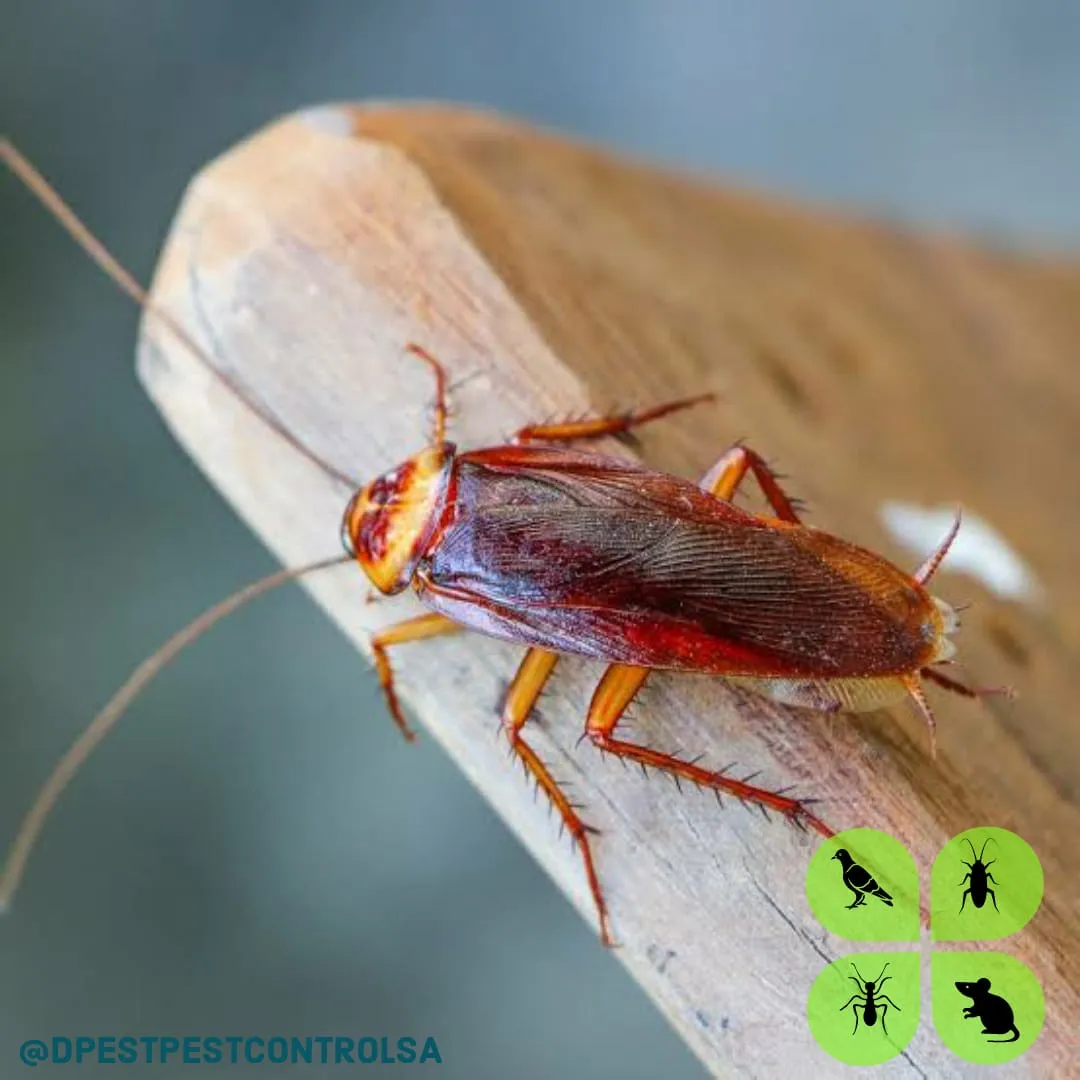 Dpest Pest Control Services photo 4