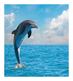 Dolphin Market Online Store logo