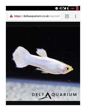 tropical fish supplier logo