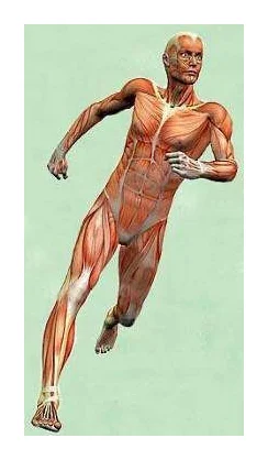 Medical Massage logo