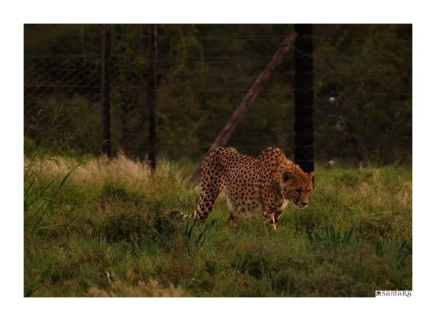 Samara Private Game Reserve logo