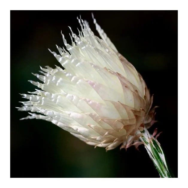 Arty Botanicals logo