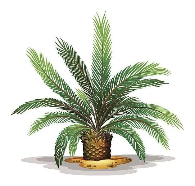 G.Prinsloo Cycas logo