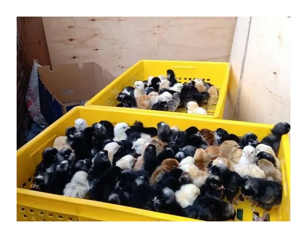 Day Old Chicks For Sale logo