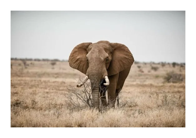 Traipsing Africa logo